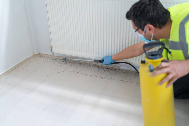 Best Termite Control Services  in Merrionette Park, IL